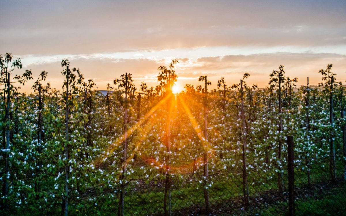 Orchard and nature of the Mała Wieś Palace